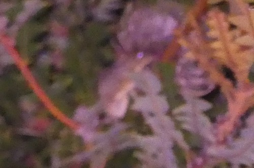 Tarsipes rostratus