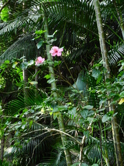 Hibiscus rosa-sinensis