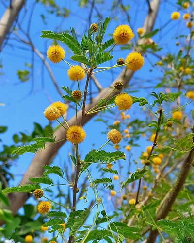 Vachellia farnesiana var. farnesiana