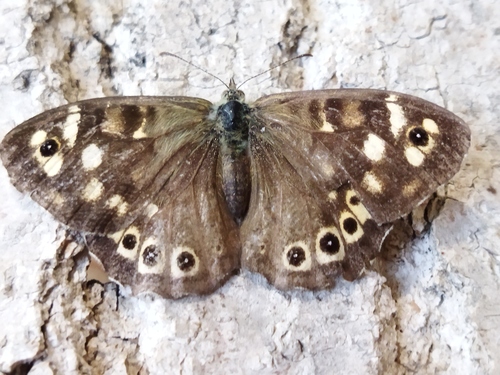 Speckled wood