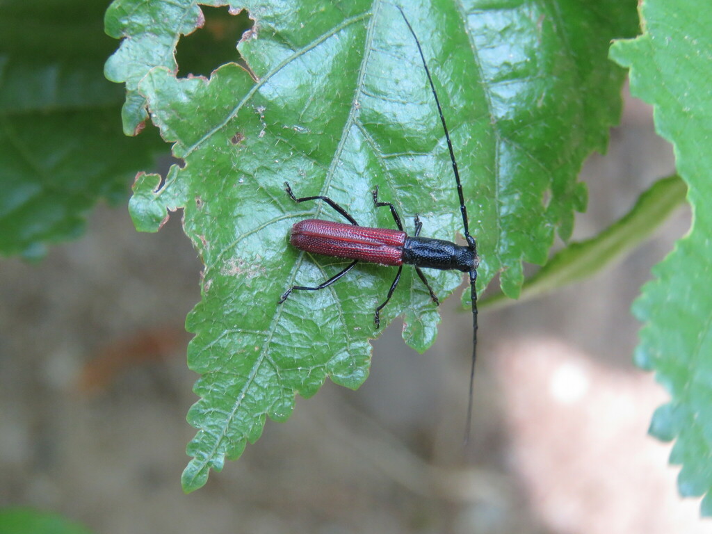Ceralocyna cribricollis