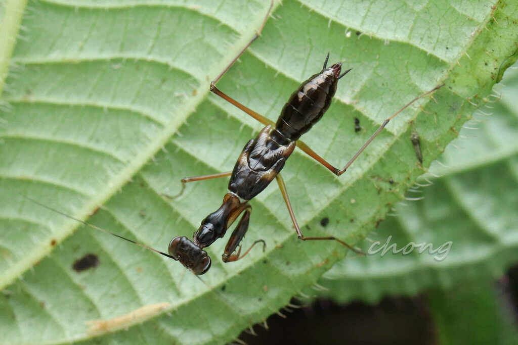 Hapalopeza from 马来西亚沙巴拉瑙邮政编码 89300 on July 14, 2023 at 1001 PM by 虫虫