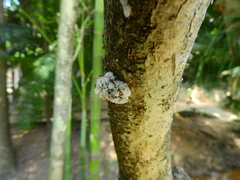 Fungi
