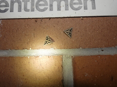 Dichromodes personalis