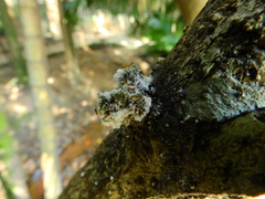 Fungi