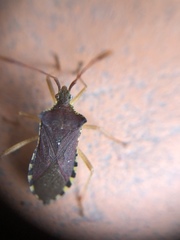 Hypselonotini