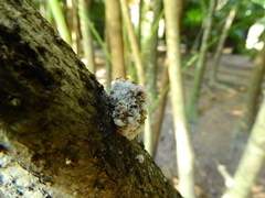 Fungi