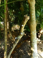 Fungi