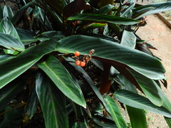 Marantaceae