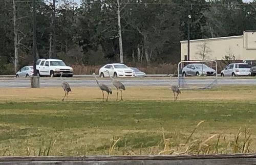 Sandhill Crane photographed in Mississippi