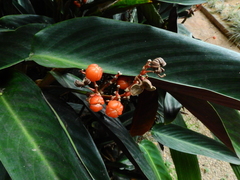 Marantaceae