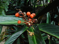Marantaceae