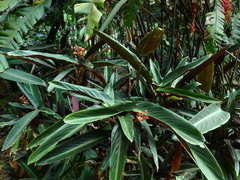 Marantaceae