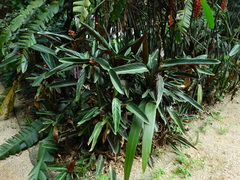 Marantaceae