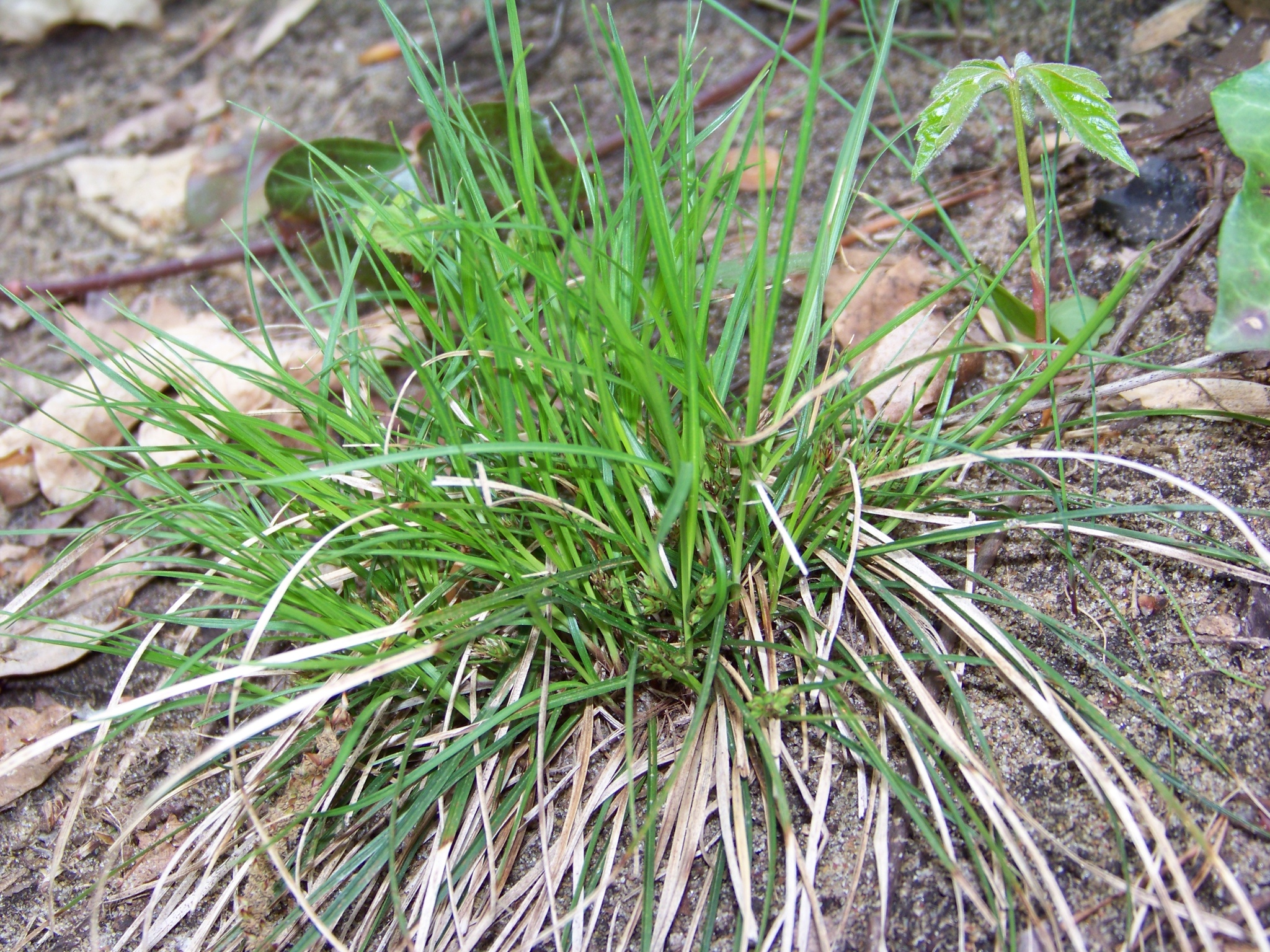 Carex tonsa var. tonsa