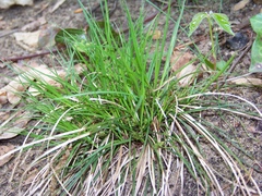 Carex tonsa tonsa