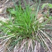 Shaved Sedge - Photo (c) botanygirl, some rights reserved (CC BY), uploaded by botanygirl