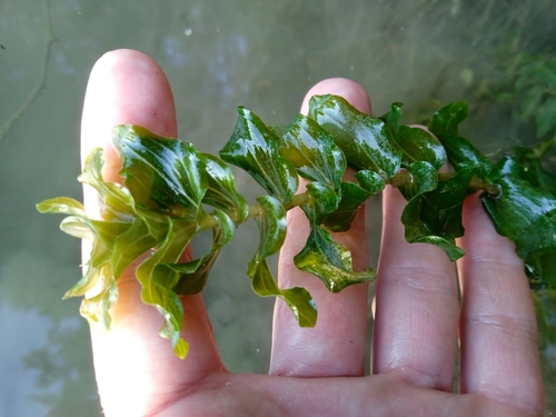 Potamogeton × nitens iNat (2)