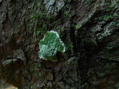 Fungi