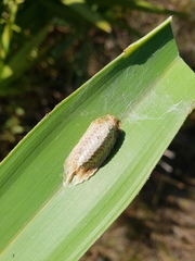 Stagmomantis floridensis