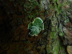 Fungi