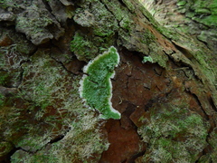 Fungi