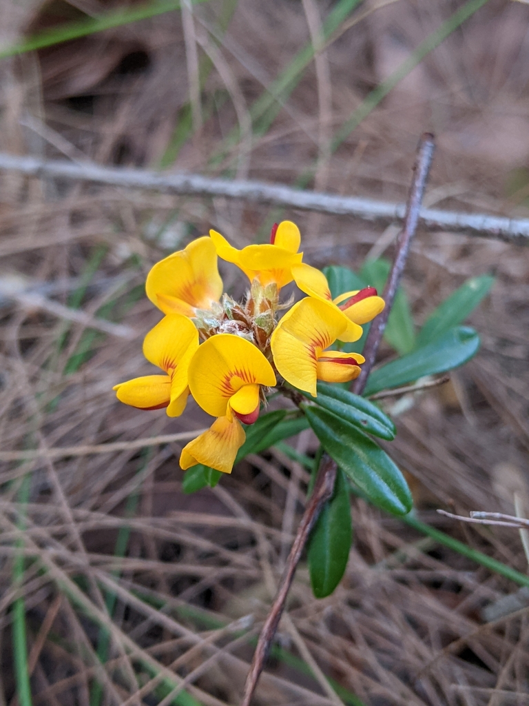 myrtle bush-pea