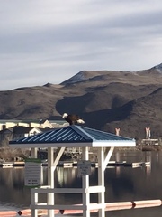 Haliaeetus leucocephalus