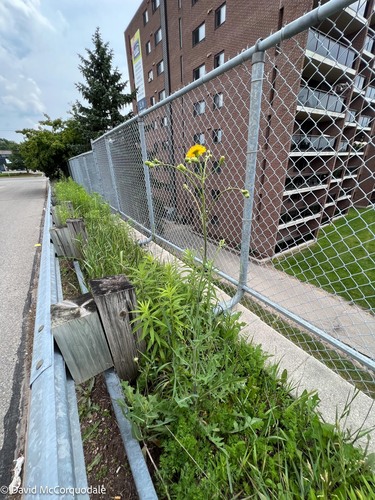 Sonchus arvensis iNat (2)