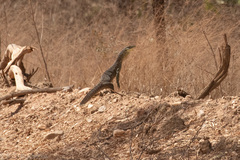 Varanus panoptes