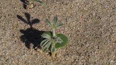 Lupinus shockleyi