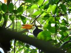 Ramphastos toco