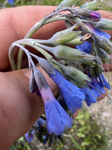 Idaho Bluebells (Mertensia campanulata)