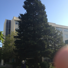 Sequoia sempervirens