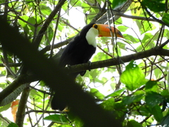 Ramphastos toco