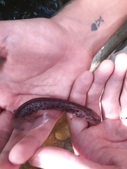 Necturus beyeri