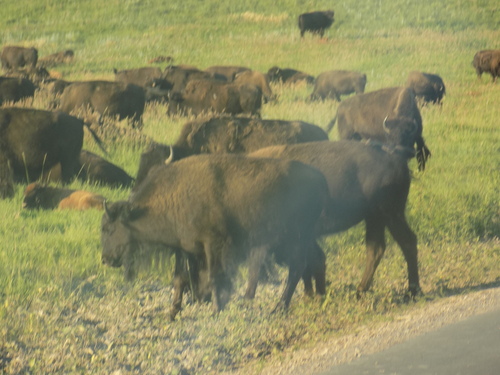 American Bison photographed in South Dakota