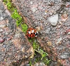 Harmonia axyridis