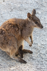 Petrogale mareeba