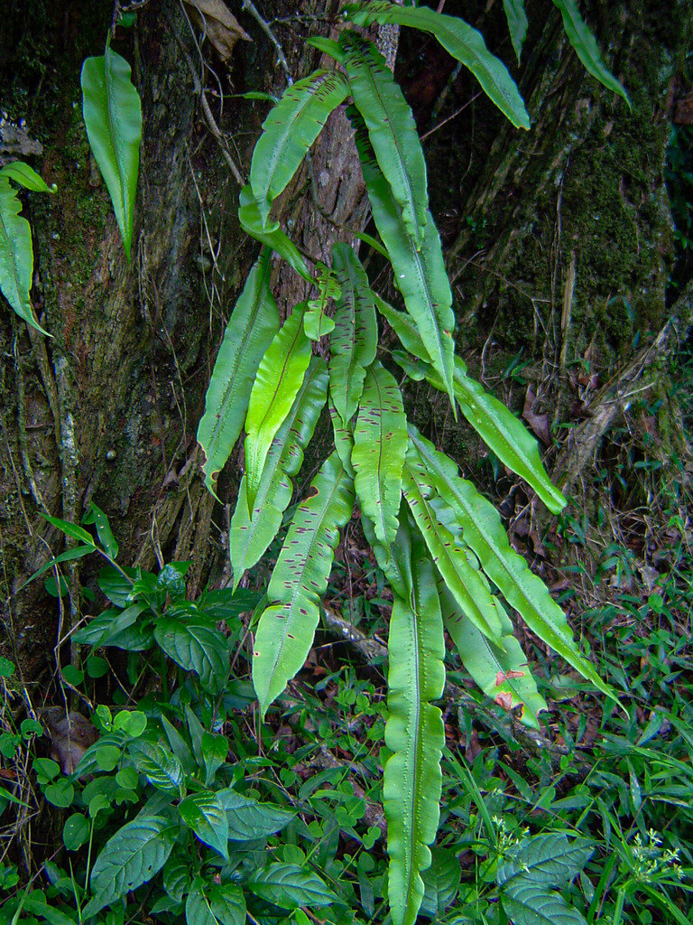 Oleander Fern
