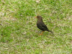 Turdus poliocephalus erebus