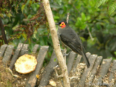 Melipotes fumigatus