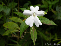 Impatiens hawkeri