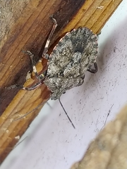 Brochymena affinis