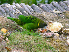 Brehm's Tiger-Parrot photo 1