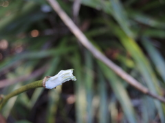 Dalembertia populifolia
