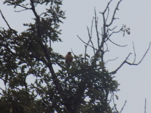 American Robin photographed in South Dakota