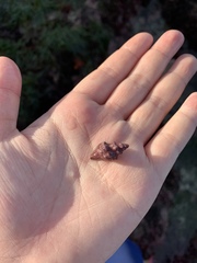 Muricoidea