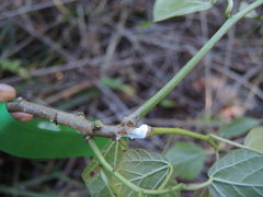 Dalembertia populifolia