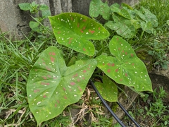 Caladium bicolor image